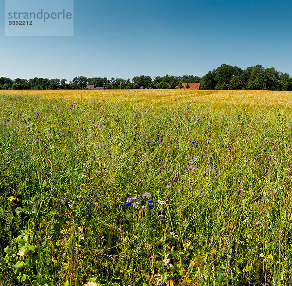 Europa Blume Sommer Landschaft Feld Niederlande Gelderland