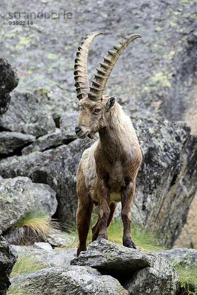 Steinbock Capra ibex Geiß Europa Berg Tier Hornträger Bovidae Deutschland
