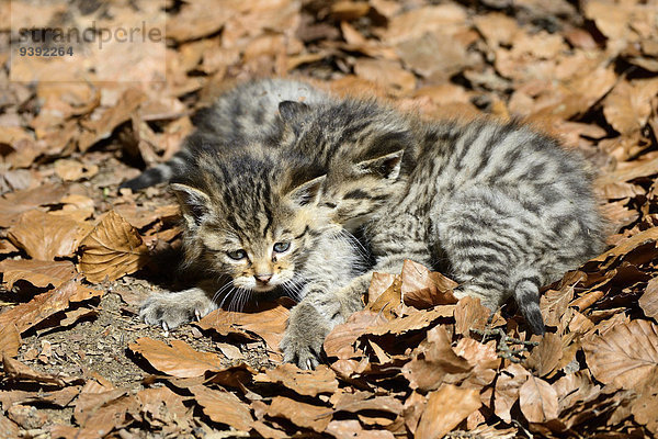 Wildkatze Felis silvestris Europa Junge - Person Tier Katze Raubtier Raubkatze Deutschland