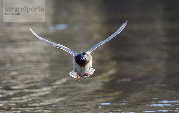 Wasservogel Stockente Anas platyrhynchos Europa fliegen fliegt fliegend Flug Flüge Vogel Ente Deutschland