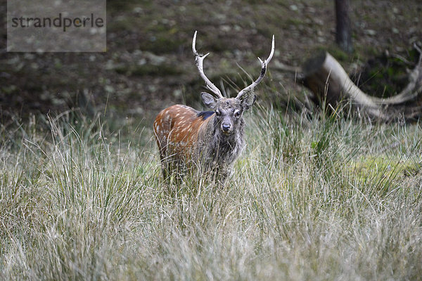 Hirsch Europa Brunft Sikahirsch Cervus nippon Deutschland