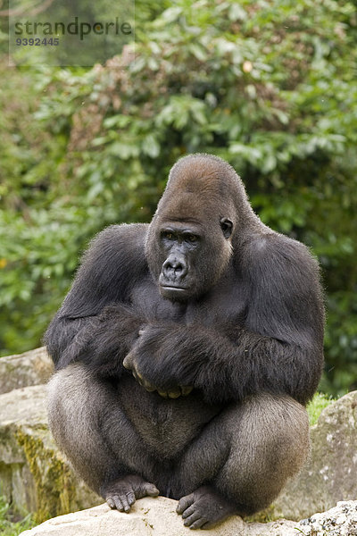 Säugetier Menschenaffe Gorilla Affe Primate