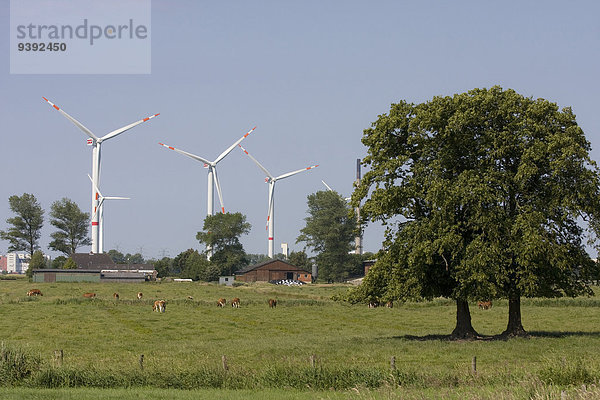 Europa Landschaft Natur Pflanze Windenergie Halbinsel Eiderstedt Schleswig Holstein