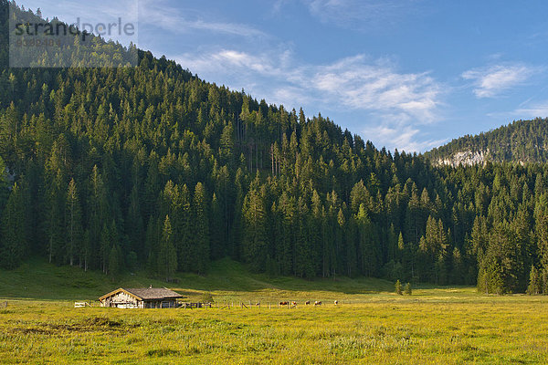 Hausrind Hausrinder Kuh Hütte Europa Berg Wald Holz Rind Alpen Wiese Bayern Chiemgau Deutschland Oberbayern