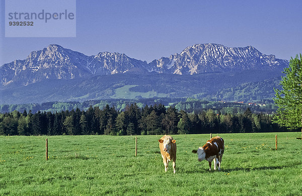 Hausrind Hausrinder Kuh Panorama Landschaftlich schön landschaftlich reizvoll Berg Landwirtschaft Alpen Wiese Bayern Oberbayern