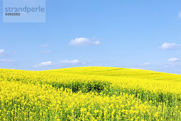 Außenaufnahme Ländliches Motiv ländliche Motive Landschaftlich schön landschaftlich reizvoll Farbe Farben Tag Wolke Blume Feld Pflanze Sommer gelb Himmel Landschaft Horizont grün Landwirtschaft Agrarland Nutzpflanze Bauernhof Hof Höfe Natur blühen Tschechische Republik Tschechien blau Wiese Sonnenlicht Gras Raps Brassica napus Canola gepflegt Öl freie Natur Jahreszeit