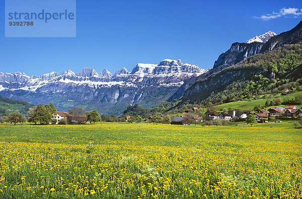 Blumenwiese Europa Berg Schweiz