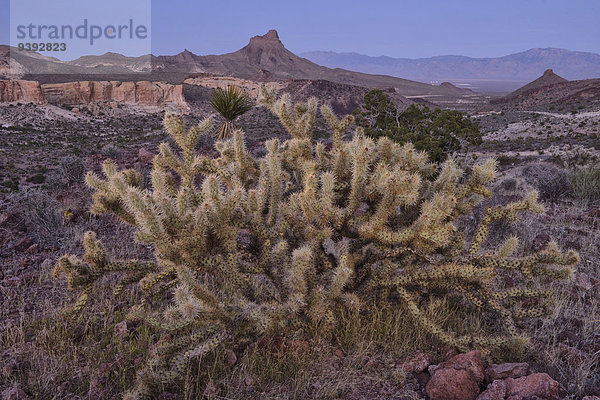 Vereinigte Staaten von Amerika USA Amerika Landschaft niemand Wüste Arizona Kaktus Abenddämmerung Route 66