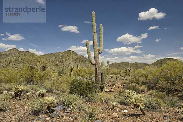 Vereinigte Staaten von Amerika USA Amerika Landschaft niemand Wüste Natur Pflanze Arizona Saguaro Sonoran Desert Kaktus Phoenix Scottsdale