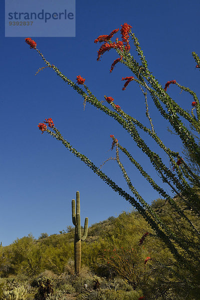 Vereinigte Staaten von Amerika USA Hochformat Amerika blühen niemand Wüste Natur Arizona Saguaro Sonoran Desert Kaktus Phoenix Scottsdale
