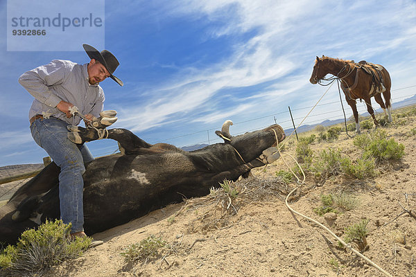 Vereinigte Staaten von Amerika USA Hausrind Hausrinder Kuh Bulle Stier Stiere Bullen Ländliches Motiv ländliche Motive Ringen Cowboy Kuh