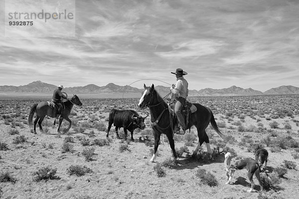 Vereinigte Staaten von Amerika USA Bulle Stier Stiere Bullen Schwarzweiß arbeiten Hund Ringen amerikanisch Cowboy hüten