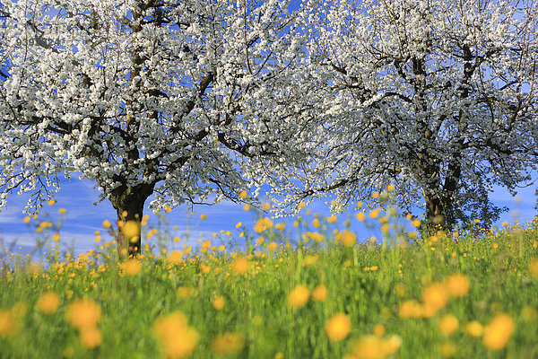 Apfelbaum Mittelgroße Menschengruppe Mittelgroße Menschengruppen Landschaft Feld Botanik Baum gelb Frucht grün Landwirtschaft Schürfwunde weiß Pflanze Blüte Natur Wiese 2 Sonnenlicht Obstgarten Apfel Plantage Schweiz Kanton Zürich