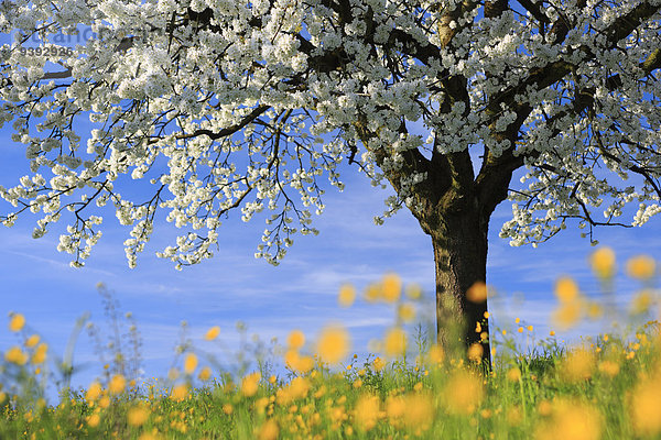 Apfelbaum Landschaft Feld Botanik Baum gelb Frucht grün Landwirtschaft weiß Pflanze Blüte Natur Wiese Sonnenlicht 1 Obstgarten Apfel Plantage Schweiz Kanton Zürich