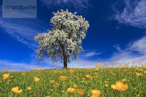 Birnbaum blauer Himmel wolkenloser Himmel wolkenlos Helligkeit Landschaft Sonnenstrahl Feld Botanik Baum Frucht Himmel grün Landwirtschaft Pflanze Blüte Natur blau Wiese Sonnenlicht Obstgarten Birne Schweiz Kanton Zürich