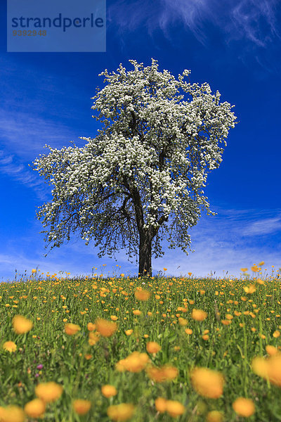 Birnbaum blauer Himmel wolkenloser Himmel wolkenlos Helligkeit Landschaft Sonnenstrahl Feld Botanik Baum Frucht Himmel grün Landwirtschaft Pflanze Blüte Natur blau Wiese Sonnenlicht Obstgarten Birne Schweiz Kanton Zürich