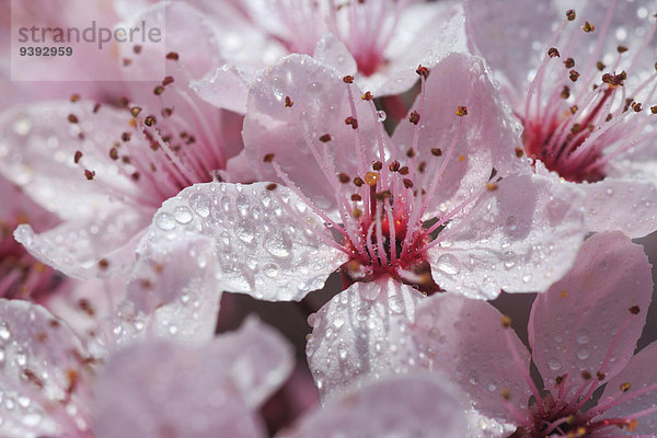 Makroaufnahme Detail Details Ausschnitt Ausschnitte Baum Kirsche Blüte Pflanze Knospe Close-up pink Schweiz