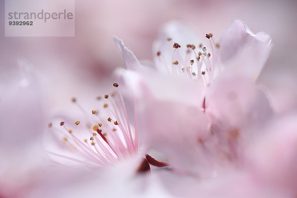 Makroaufnahme Detail Details Ausschnitt Ausschnitte Baum Kirsche Blüte Pflanze Knospe Close-up pink Schweiz