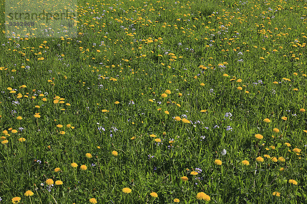 Blumenwiese Muster stinken Sonnenstrahl Frische Blume gelb grün Blüte Natur Abstraktion Feld Wiese Sonnenlicht Löwenzahn Blumenfeld Schnittmuster Schweiz Zürich