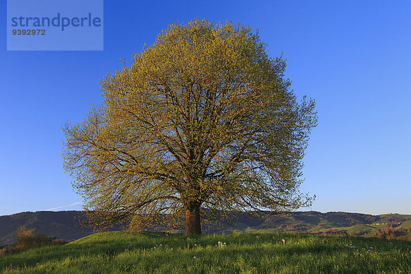 Naturschutzgebiet Ländliches Motiv ländliche Motive Baum grün 1 Schweiz Zürich