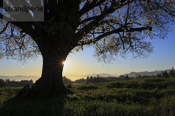 Naturschutzgebiet Ländliches Motiv ländliche Motive sternförmig Berg Morgen Baum Silhouette Sonnenaufgang grün Alpen Gegenlicht Sonne Schweiz Zürich