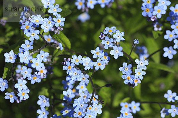 Makroaufnahme Farbaufnahme Farbe Helligkeit Blume Botanik Blüte Hintergrund Close-up blau Größe Vergissmeinnicht