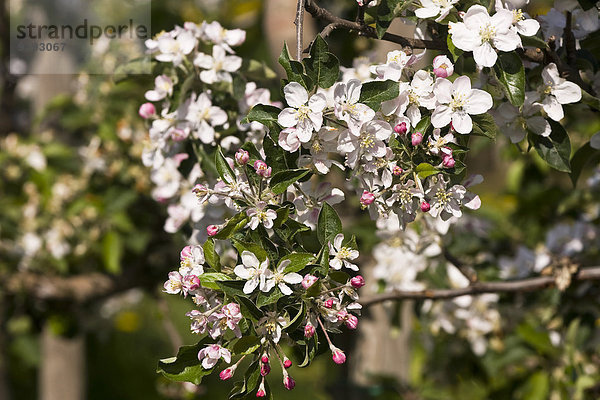 Apfelblüte Landwirtschaft Blüte blühen anbauen Apfelbaum Deutschland Niedersachsen Apfelblüten