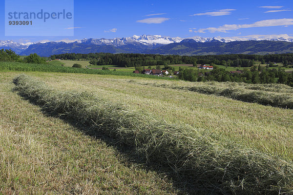 blauer Himmel wolkenloser Himmel wolkenlos Panorama Ländliches Motiv ländliche Motive Berg Feld Baum Landwirtschaft Wald Natur Holz Alpen Heu Sonnenlicht Westalpen Bergmassiv Schweiz Zürich Bergpanorama Schweizer Alpen Kanton Zürich