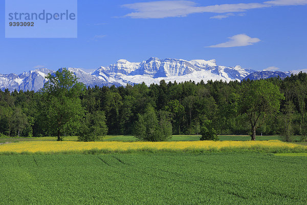 blauer Himmel wolkenloser Himmel wolkenlos Panorama Berg Baum Landwirtschaft Wald Natur Holz Feld Alpen blau Sonnenlicht Weizen Weizenfeld Westalpen Rapsfeld Bergmassiv schweizerisch Schweiz Zürich Bergpanorama Schweizer Alpen Kanton Zürich