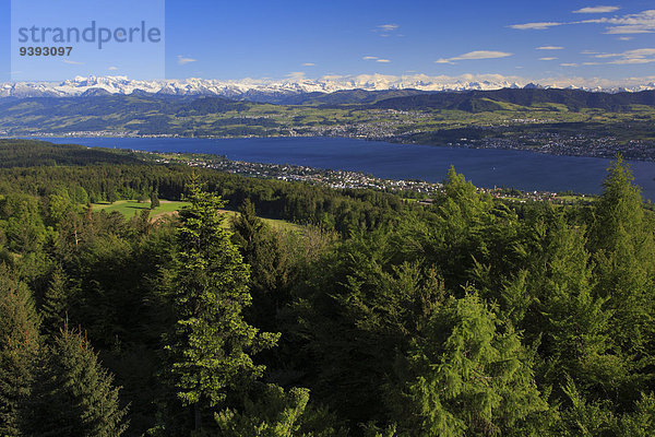 blauer Himmel wolkenloser Himmel wolkenlos Panorama Wasser Berg Baum Wald See Natur Holz Alpen blau Ansicht Sonnenlicht Westalpen schweizerisch Schweiz Bergpanorama Schweizer Alpen Kanton Zürich
