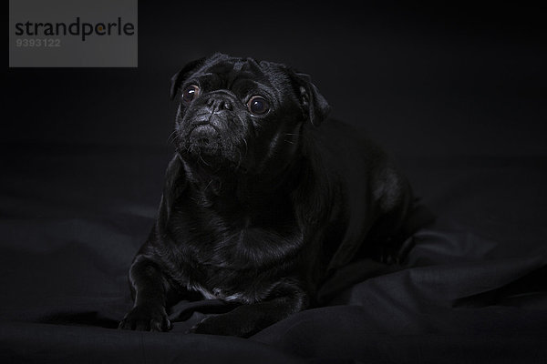 liegend liegen liegt liegendes liegender liegende daliegen niedlich süß lieb Portrait Dunkelheit Eleganz schwarzer Hintergrund Tier Haustier Hund schwarz 1