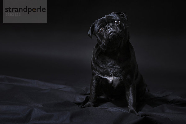 sitzend niedlich süß lieb Portrait Dunkelheit Eleganz schwarzer Hintergrund Tier Haustier Hund schwarz 1