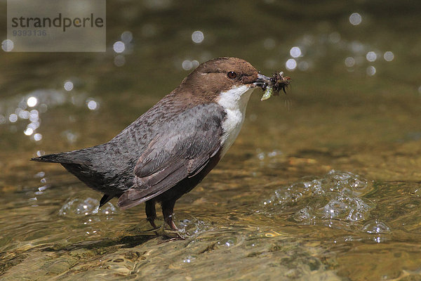 Singvogel Flußbett Wasser Lebensmittel Natur Bach Vogel füttern 1 Tier Eurasien Erwachsener braun Wasseramsel Schweiz Kanton Zürich