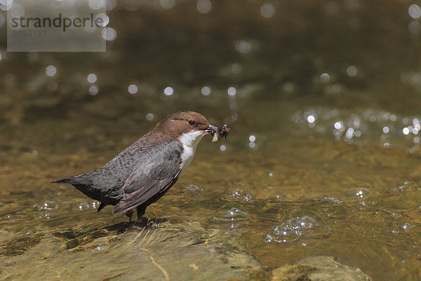 Singvogel Flußbett Wasser Lebensmittel Natur Bach Vogel füttern 1 Tier Eurasien Erwachsener braun Wasseramsel Schweiz Kanton Zürich