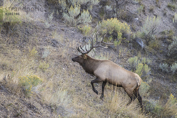 Vereinigte Staaten von Amerika USA Elch Alces alces Nationalpark Amerika Tier Yellowstone Nationalpark Wyoming