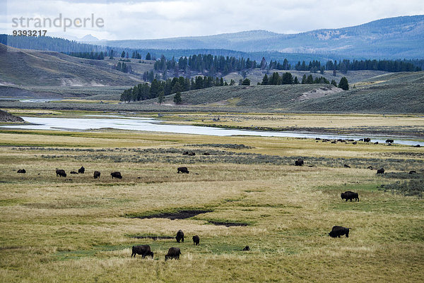 Vereinigte Staaten von Amerika USA Nationalpark Amerika Tier Büffel Yellowstone Nationalpark Bison Wyoming