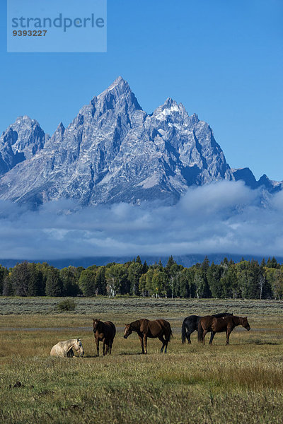 Vereinigte Staaten von Amerika USA Nationalpark Berg Amerika Tier Grand Teton Nationalpark Wyoming