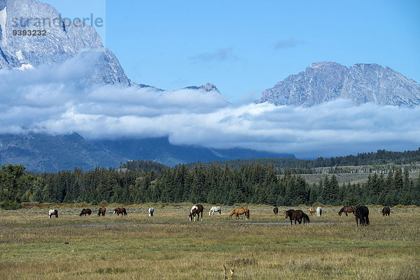 Vereinigte Staaten von Amerika USA Nationalpark Berg Amerika Tier Grand Teton Nationalpark Wyoming