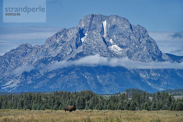 Vereinigte Staaten von Amerika USA Amerika Tier Büffel Bison Wyoming