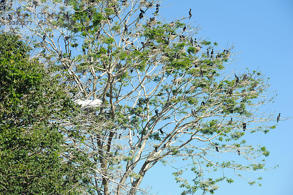 Amerika Baum See Natur Insel Vogel Mittelamerika Vielfalt Bird Island Kormoran El Salvador Gaze