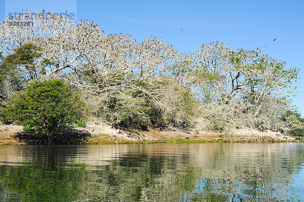 Amerika Baum See Natur Insel Vogel Mittelamerika Vielfalt Bird Island Kormoran El Salvador Gaze