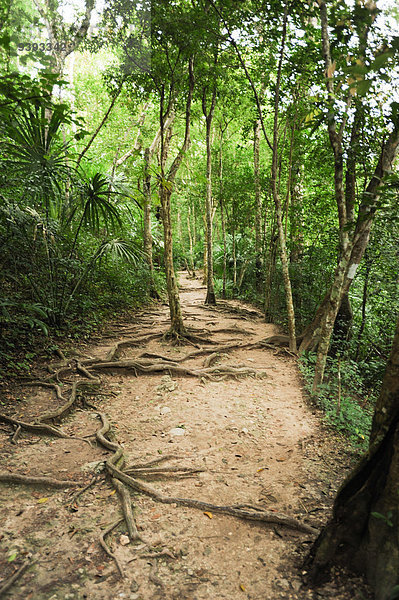 Außenaufnahme Landschaftlich schön landschaftlich reizvoll Amerika Baum Landschaft Wald Natur Mittelamerika Tourismus Guatemala freie Natur