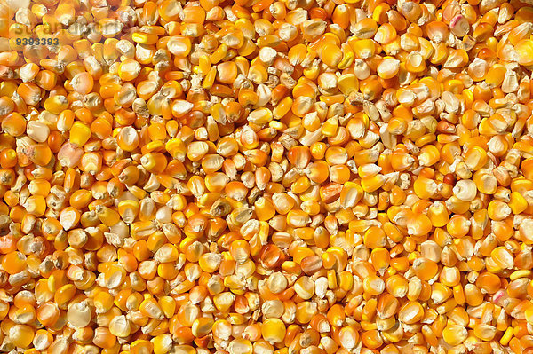 Mais Zuckermais Kukuruz Lebensmittel gelb Hintergrund Mittelamerika Vielfalt Guatemala