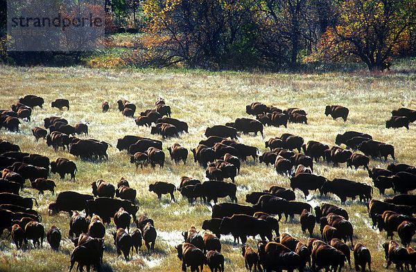State Park Provincial Park Büffel South Dakota