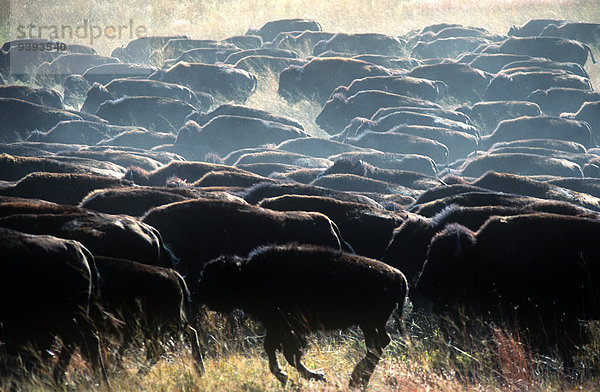 State Park Provincial Park Büffel South Dakota