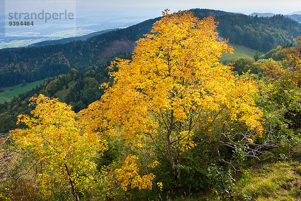 Farbe Farben Europa Reise Herbst Aussichtspunkt Ahorn Schweiz