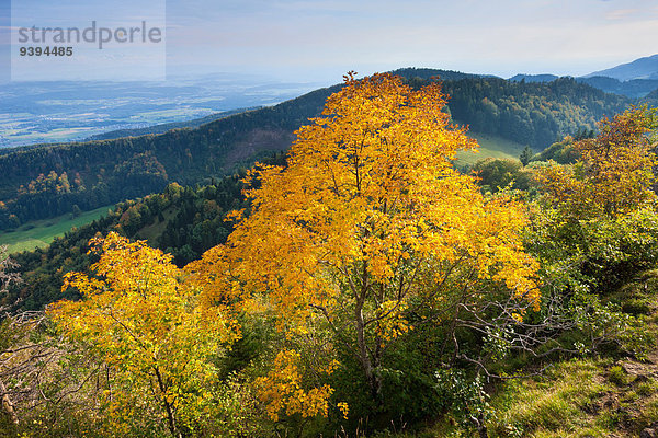 Farbe Farben Europa Reise Herbst Aussichtspunkt Ahorn Schweiz