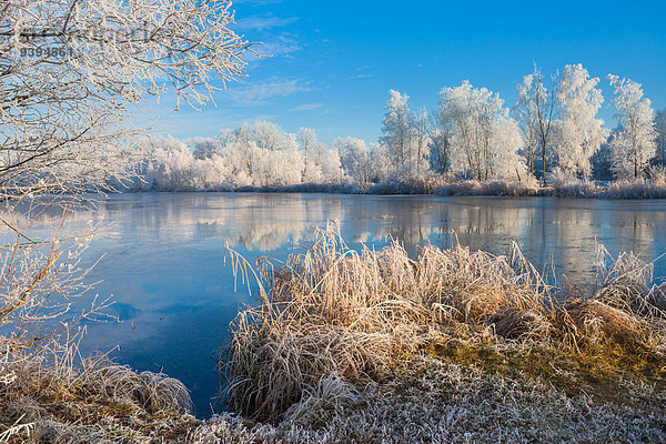 Naturschutzgebiet Europa Winter Spiegelung Frost Rheintal Schweiz Morgenstimmung