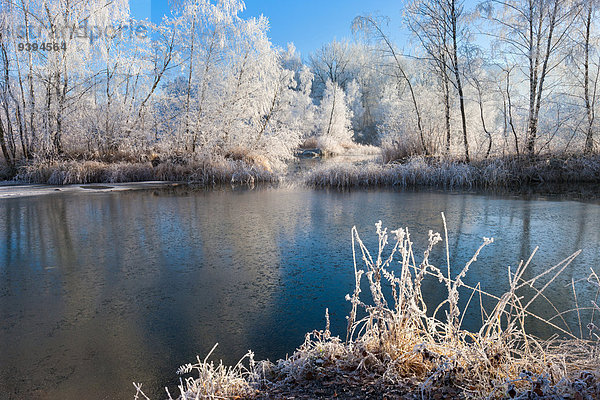 Naturschutzgebiet Europa Winter Frost Rheintal Schweiz Morgenstimmung