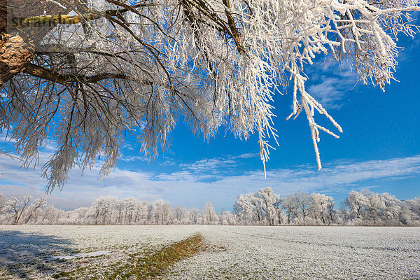 Europa Winter Baum Wald Holz Feld Wiese Frost Rheintal Schweiz